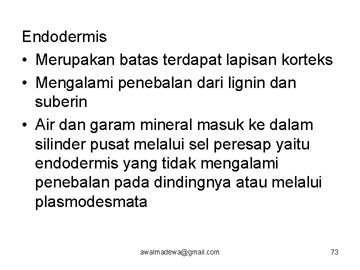 Endodermis • Merupakan batas terdapat lapisan korteks • Mengalami penebalan dari lignin dan suberin