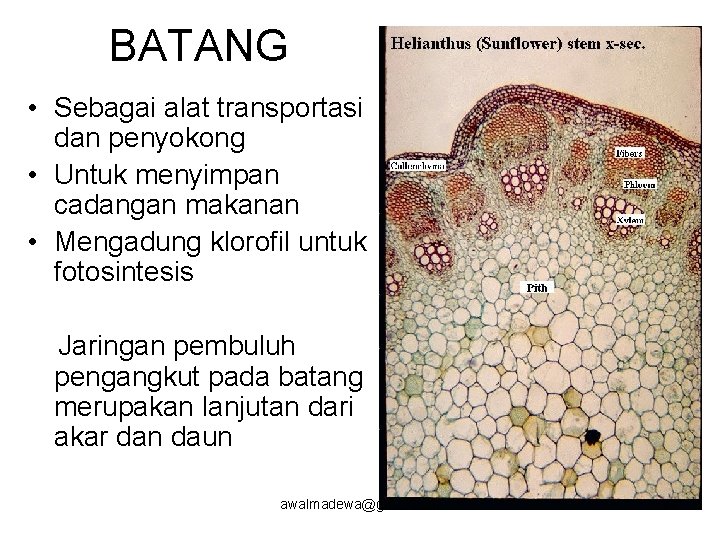 BATANG • Sebagai alat transportasi dan penyokong • Untuk menyimpan cadangan makanan • Mengadung