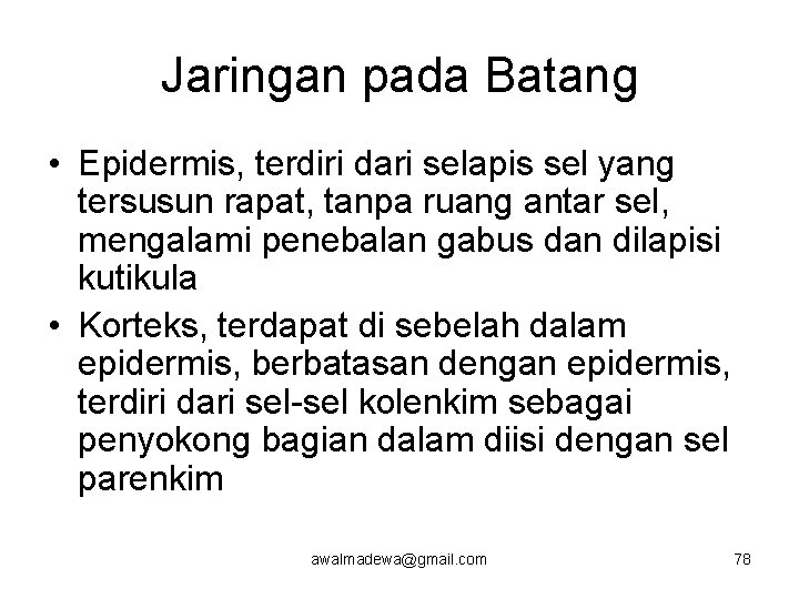 Jaringan pada Batang • Epidermis, terdiri dari selapis sel yang tersusun rapat, tanpa ruang