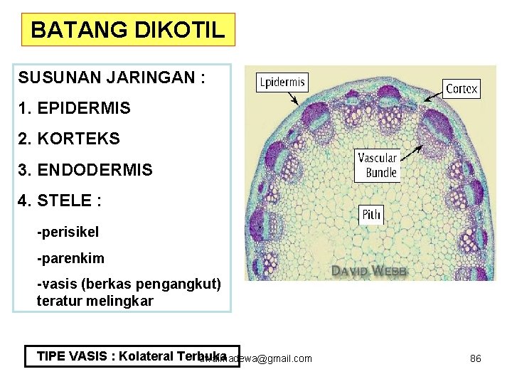 BATANG DIKOTIL SUSUNAN JARINGAN : 1. EPIDERMIS 2. KORTEKS 3. ENDODERMIS 4. STELE :