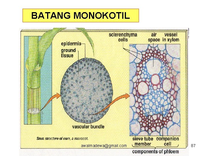 BATANG MONOKOTIL awalmadewa@gmail. com 87 