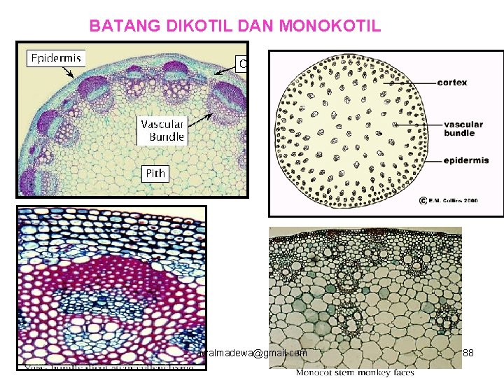 BATANG DIKOTIL DAN MONOKOTIL awalmadewa@gmail. com 88 