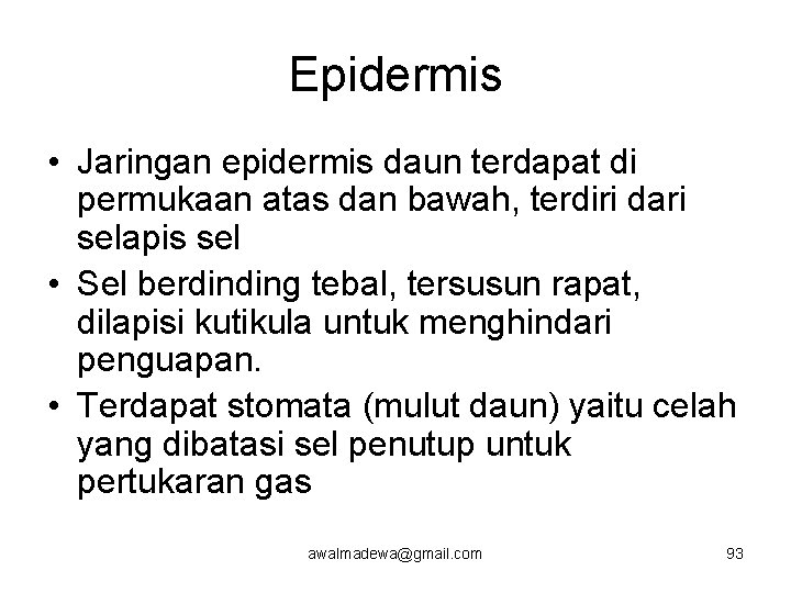 Epidermis • Jaringan epidermis daun terdapat di permukaan atas dan bawah, terdiri dari selapis