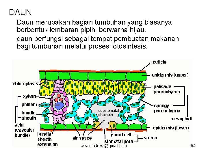 DAUN Daun merupakan bagian tumbuhan yang biasanya berbentuk lembaran pipih, berwarna hijau. daun berfungsi