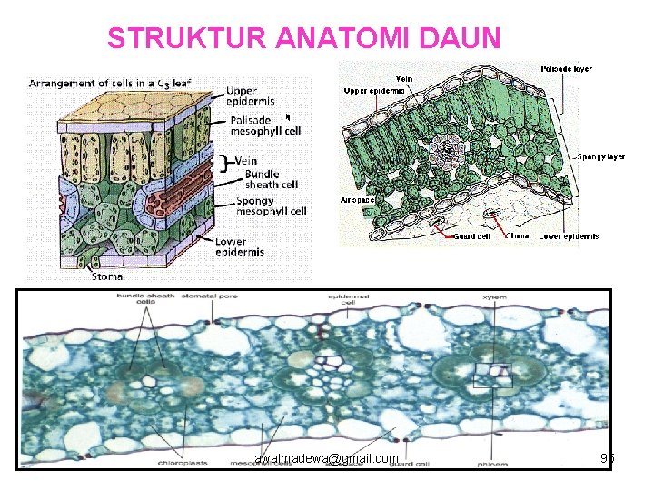 STRUKTUR ANATOMI DAUN awalmadewa@gmail. com 95 