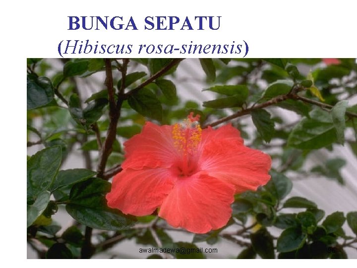 BUNGA SEPATU (Hibiscus rosa-sinensis) awalmadewa@gmail. com 96 