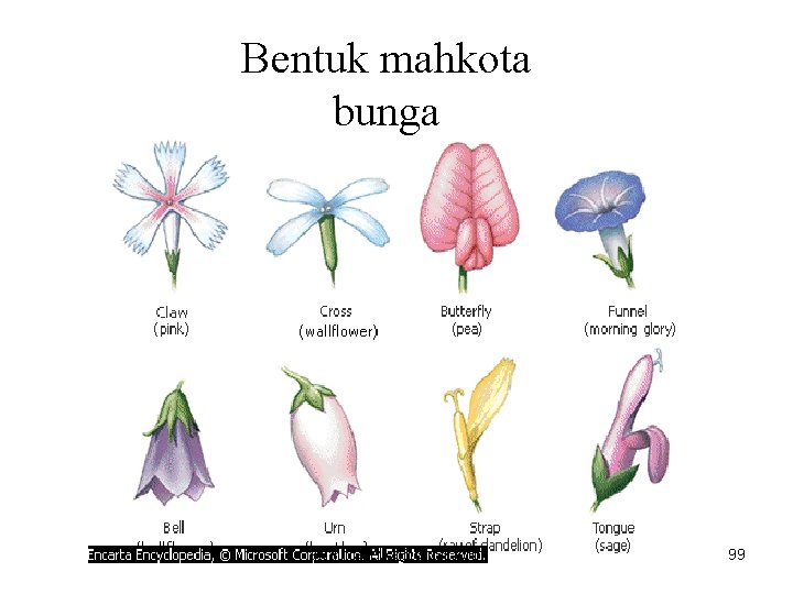 Bentuk mahkota bunga awalmadewa@gmail. com 99 