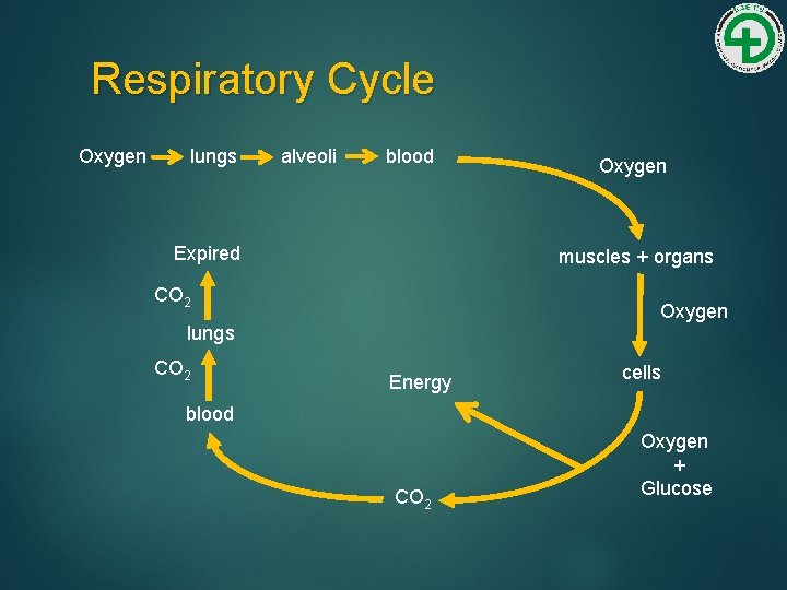 Respiratory Cycle Oxygen lungs alveoli blood Expired muscles + organs CO 2 Oxygen lungs