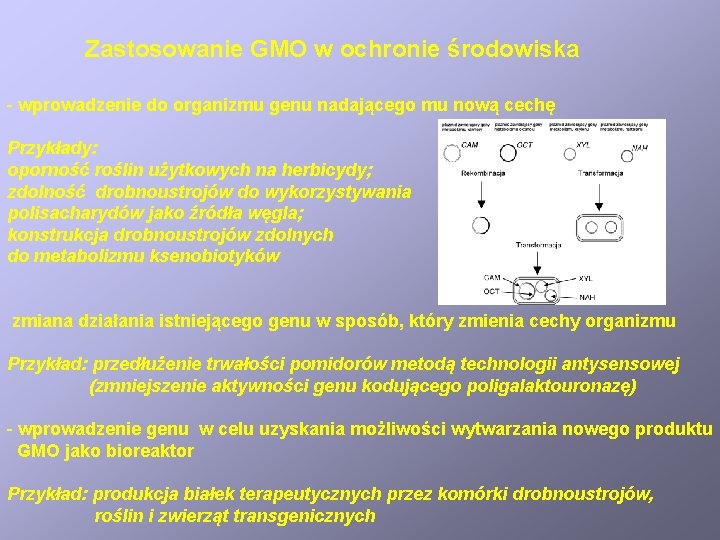 Zastosowanie GMO w ochronie środowiska - wprowadzenie do organizmu genu nadającego mu nową cechę