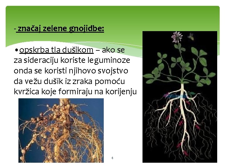 - značaj zelene gnojidbe: • opskrba tla dušikom – ako se za sideraciju koriste