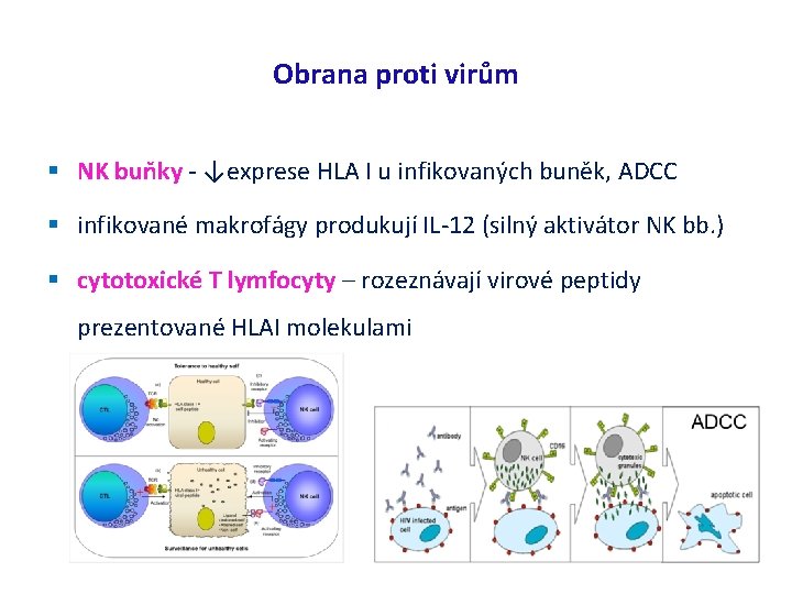 Obrana proti virům NK buňky - ↓exprese HLA I u infikovaných buněk, ADCC infikované