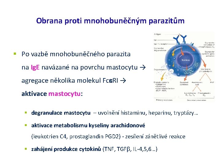 Obrana proti mnohobuněčným parazitům Po vazbě mnohobuněčného parazita na Ig. E navázané na povrchu