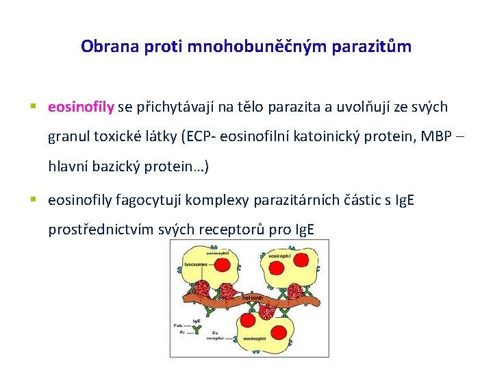 Obrana proti mnohobuněčným parazitům eosinofily se přichytávají na tělo parazita a uvolňují ze svých