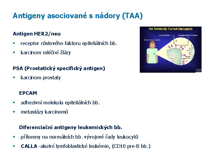 Antigeny asociované s nádory (TAA) Antigen HER 2/neu receptor růstového faktoru epiteliálních bb. karcinom