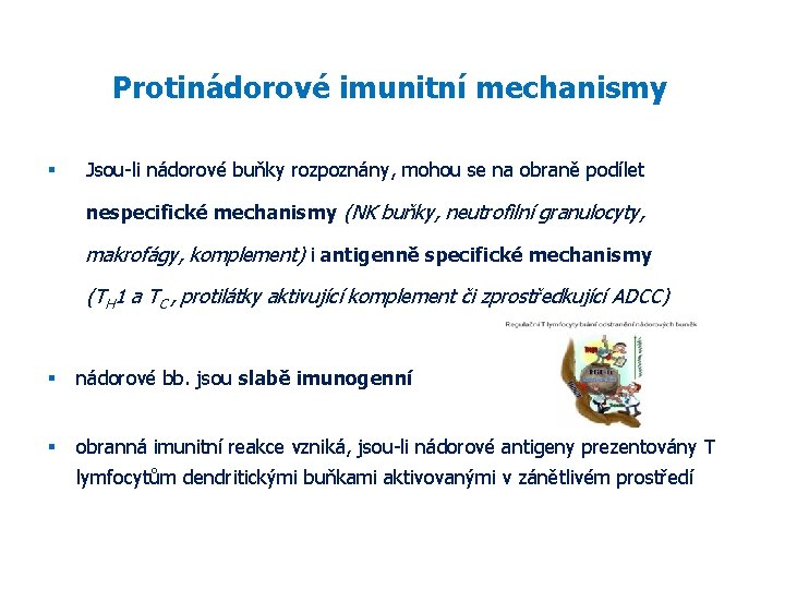 Protinádorové imunitní mechanismy Jsou-li nádorové buňky rozpoznány, mohou se na obraně podílet nespecifické mechanismy