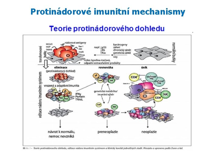 Protinádorové imunitní mechanismy 