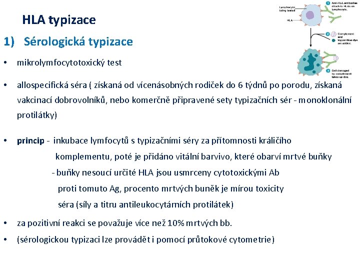 HLA typizace 1) Sérologická typizace • mikrolymfocytotoxický test • allospecifická séra ( získaná od