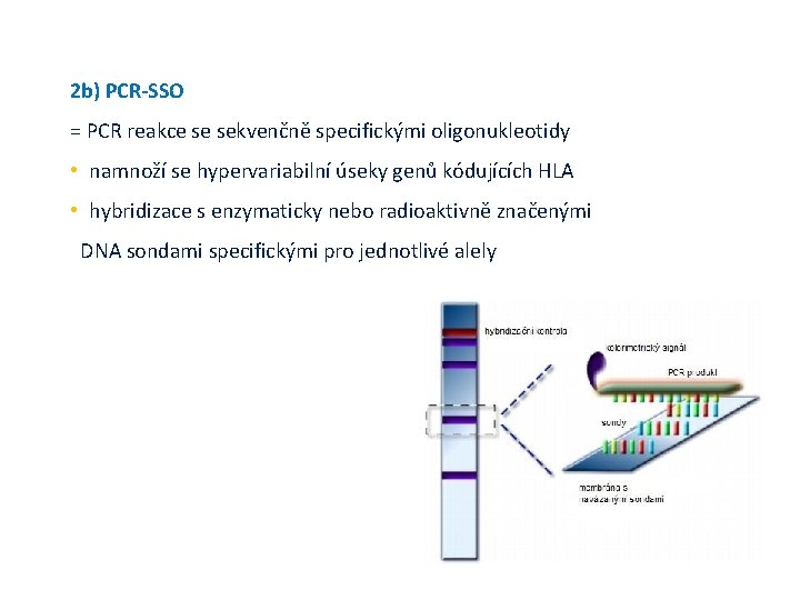 2 b) PCR-SSO = PCR reakce se sekvenčně specifickými oligonukleotidy • namnoží se hypervariabilní