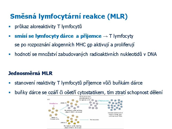 Směsná lymfocytární reakce (MLR) průkaz aloreaktivity T lymfocytů smísí se lymfocyty dárce a příjemce