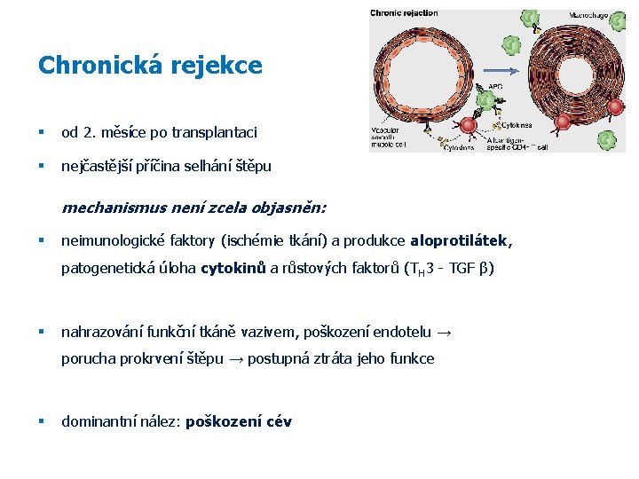 Chronická rejekce od 2. měsíce po transplantaci nejčastější příčina selhání štěpu mechanismus není zcela