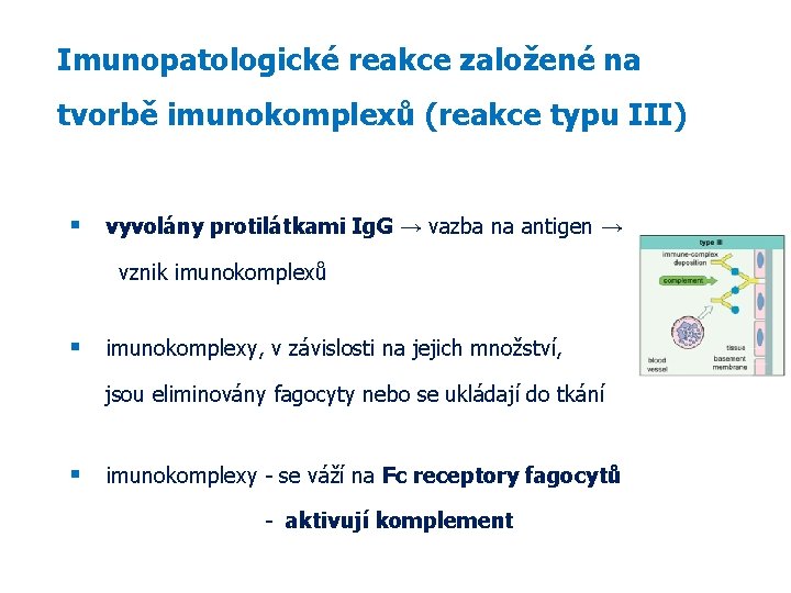 Imunopatologické reakce založené na tvorbě imunokomplexů (reakce typu III) vyvolány protilátkami Ig. G →