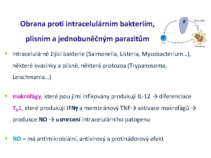 Obrana proti intracelulárním bakteriím, plísním a jednobuněčným parazitům intracelulárně žijící bakterie (Salmonella, Listeria, Mycobacterium…),