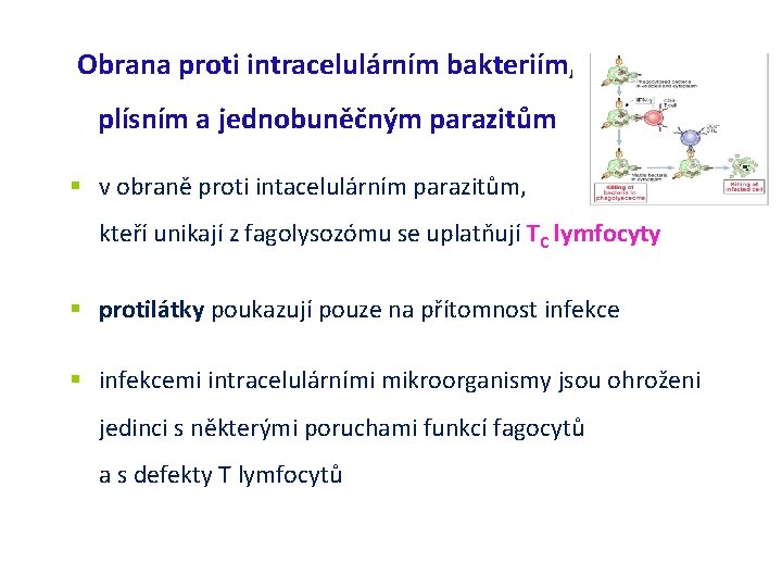 Obrana proti intracelulárním bakteriím, plísním a jednobuněčným parazitům v obraně proti intacelulárním parazitům, kteří