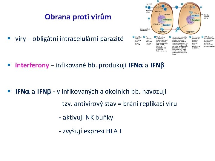 Obrana proti virům viry – obligátní intracelulární parazité interferony – infikované bb. produkují IFN