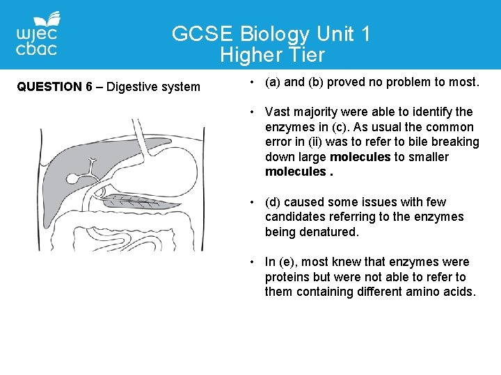 GCSE Biology Unit 1 Higher Tier QUESTION 6 – Digestive system • (a) and GCSE Biology Unit 1 Higher Tier QUESTION 6 – Digestive system • (a) and