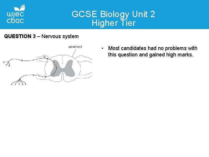 GCSE Biology Unit 2 Higher Tier Contact QUESTION 3 – Details Nervous system Liane GCSE Biology Unit 2 Higher Tier Contact QUESTION 3 – Details Nervous system Liane