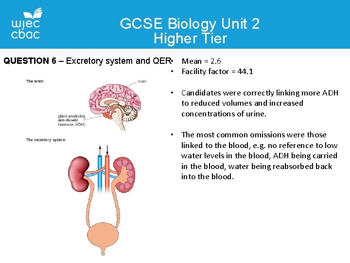 GCSE Biology Unit 2 Higher Tier QUESTION 6 – Excretory system and QER • GCSE Biology Unit 2 Higher Tier QUESTION 6 – Excretory system and QER •