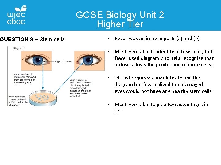 GCSE Biology Unit 2 Higher Tier QUESTION 9 – Stem cells • Recall was