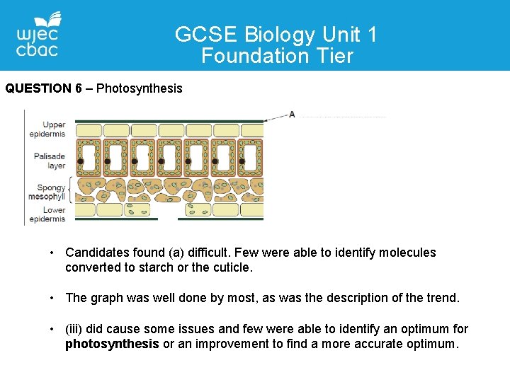 GCSE Biology Unit 1 Foundation Tier QUESTION 6 – Photosynthesis • Candidates found (a)