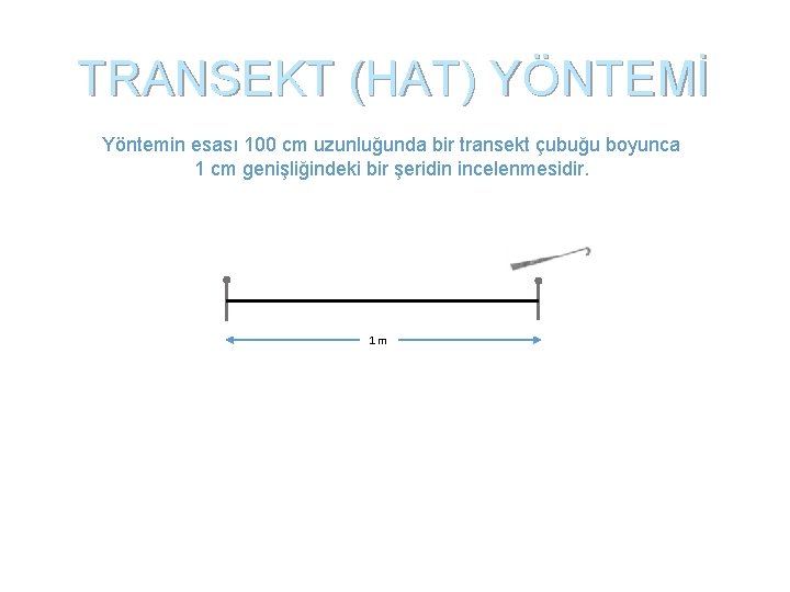 TRANSEKT (HAT) YÖNTEMİ Yöntemin esası 100 cm uzunluğunda bir transekt çubuğu boyunca 1 cm