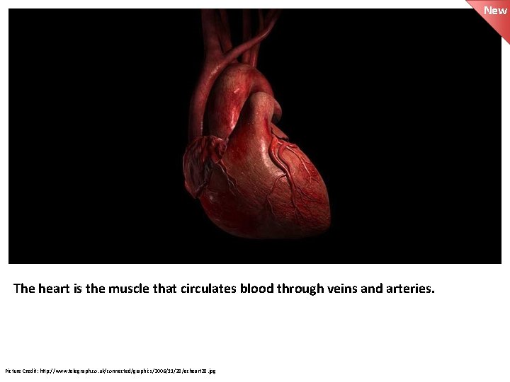 New The heart is the muscle that circulates blood through veins and arteries. Picture