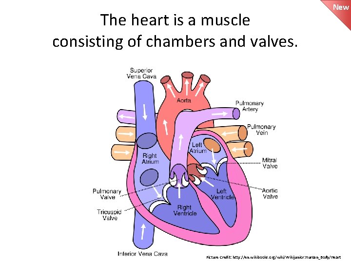 The heart is a muscle consisting of chambers and valves. New Picture Credit: http:
