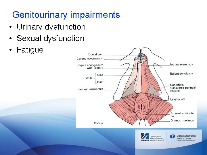 Genitourinary impairments • Urinary dysfunction • Sexual dysfunction • Fatigue 