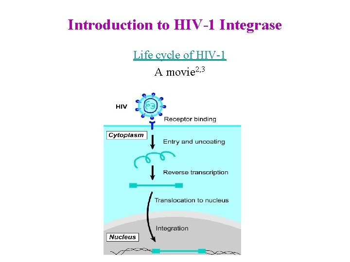 Introduction to HIV-1 Integrase Life cycle of HIV-1 A movie 2, 3 