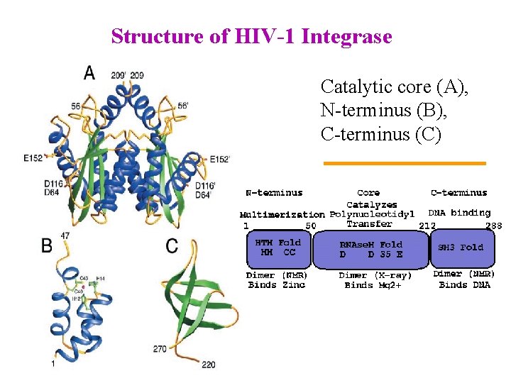 Structure of HIV-1 Integrase Catalytic core (A), N-terminus (B), C-terminus (C) 