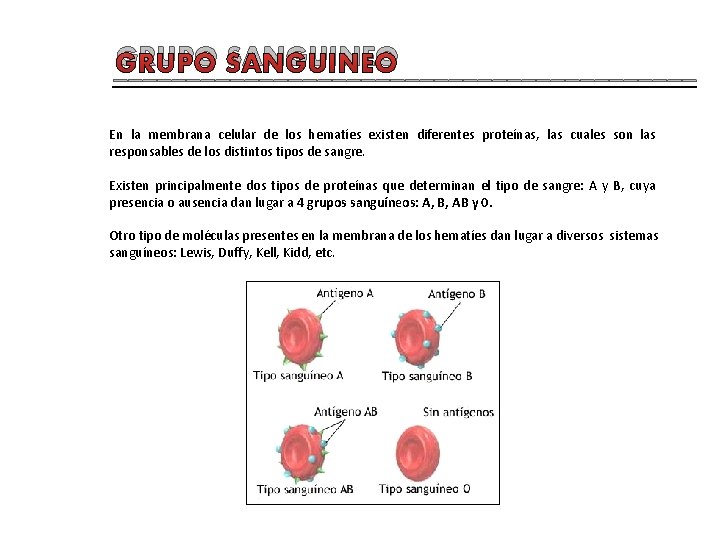 GRUPO SANGUINEO ____________________ En la membrana celular de los hematíes existen diferentes proteínas, las