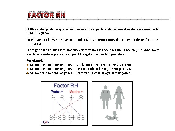 FACTOR RH ____________________ El Rh es otra proteína que se encuentra en la superficie