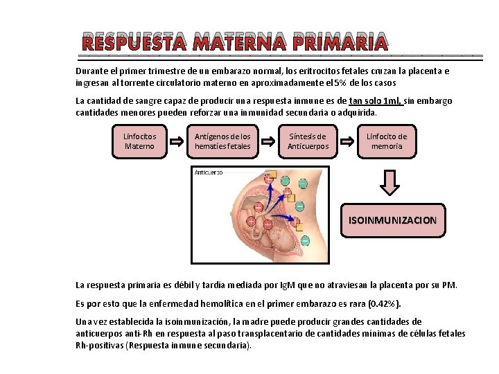 RESPUESTA MATERNA PRIMARIA ____________________ Durante el primer trimestre de un embarazo normal, los eritrocitos