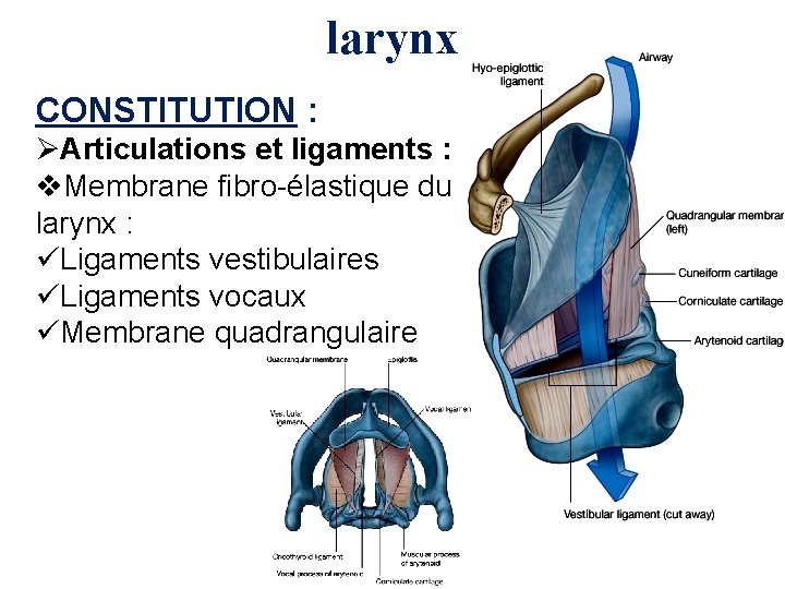 larynx CONSTITUTION : ØArticulations et ligaments : v. Membrane fibro-élastique du larynx : üLigaments