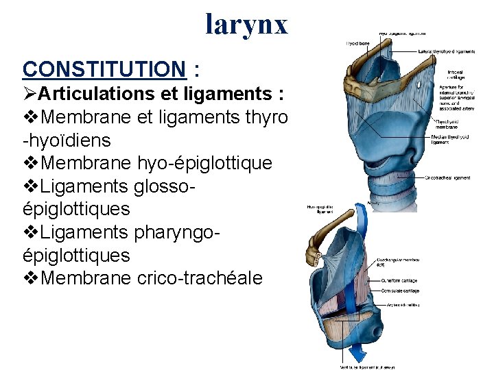 larynx CONSTITUTION : ØArticulations et ligaments : v. Membrane et ligaments thyro -hyoïdiens v.