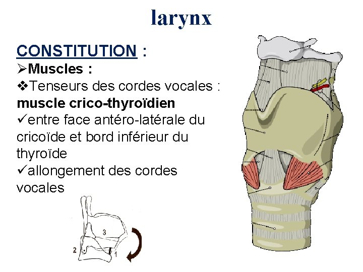 larynx CONSTITUTION : ØMuscles : v. Tenseurs des cordes vocales : muscle crico-thyroïdien üentre
