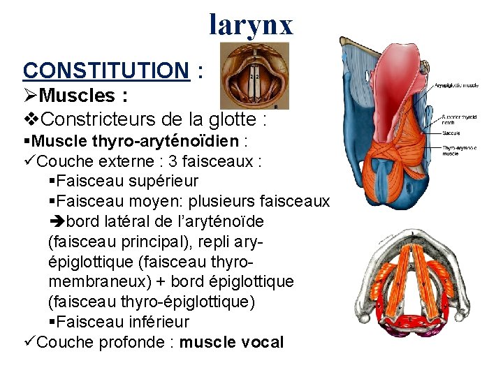 larynx CONSTITUTION : ØMuscles : v. Constricteurs de la glotte : §Muscle thyro-aryténoïdien :