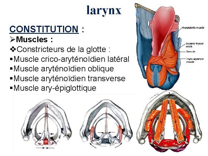 larynx CONSTITUTION : ØMuscles : v. Constricteurs de la glotte : §Muscle crico-aryténoïdien latéral