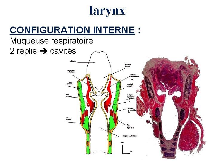 larynx CONFIGURATION INTERNE : Muqueuse respiratoire 2 replis cavités 