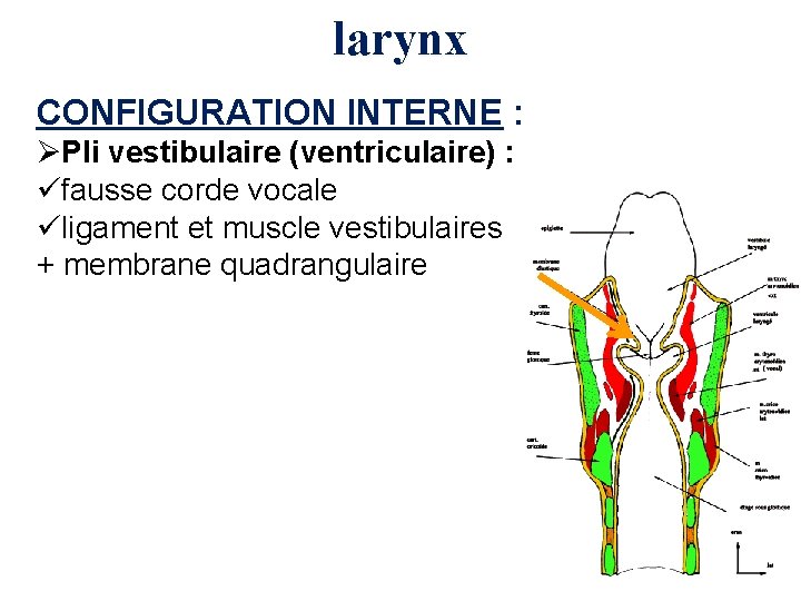 larynx CONFIGURATION INTERNE : ØPli vestibulaire (ventriculaire) : üfausse corde vocale üligament et muscle
