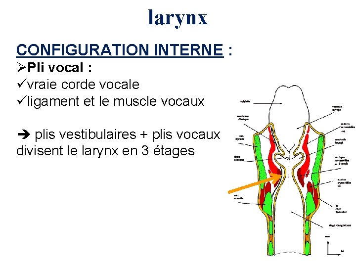 larynx CONFIGURATION INTERNE : ØPli vocal : üvraie corde vocale üligament et le muscle